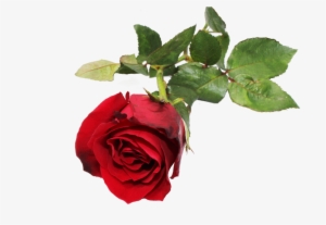 Red Rose Flower - Rose