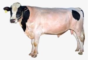 View More Rondo - Dairy Cow