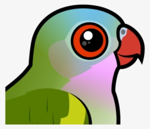 About The Princess Parrot - Princess Parrot