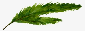 Un Green Split Leaf Png Transparente - Cannabis