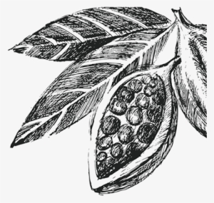 Home - Cacao Beans Mug