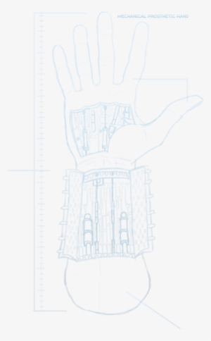 Limbs - Skeleton - Organs - Systems - Senses - Intelligence - Sketch