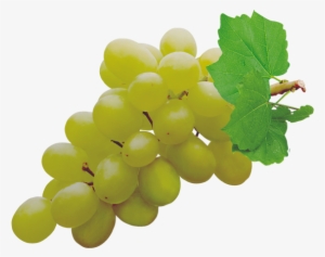 Grapes Png Pic - Grape Thompson