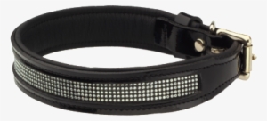 Teck Dog - Strap