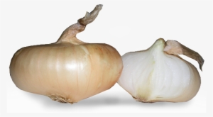 Cipollini Onions - Shallot