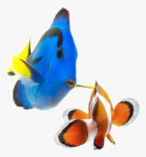 Fresh & Saltwater Fish - Saltwater Fish Png Small