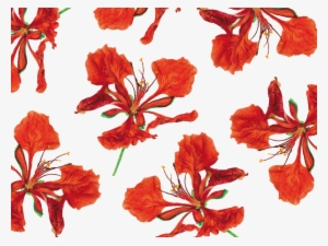 Tabachinesfresno On Twitter - Flame Tree Flower Png