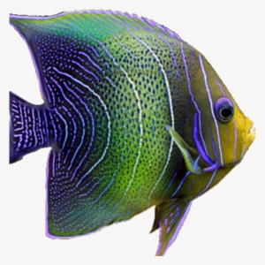 Fish Neon Tropical Sea Fishes Freetoedit - Fish