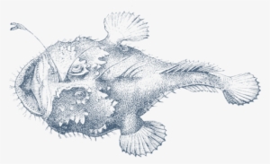 Png Free Anglerfish Drawing - Monkfish Drawing