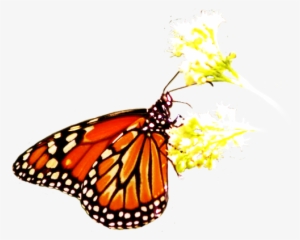 Gallery Sylvia Galvan - Butterfly On Flower Png