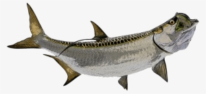 Tarpon - Tarpon Fish
