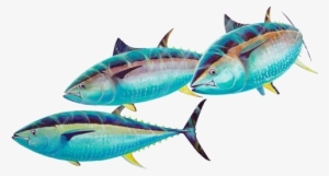 Guy Harvey Group Fish - Group Fish In Png