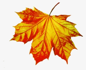 Blue Autumn Leaf Png