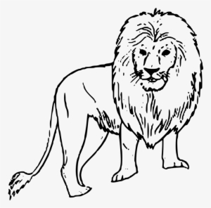 Image Of A Black And White Lion - Easy Drawings Of Wild Animals