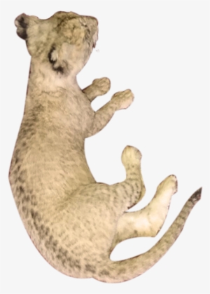 Baby Lion Full Mount Lying Down Bl - Puma