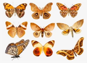 Butterflies3 Png By Absurdwordpreferred On Deviantart - Orange Butterfly In Groups