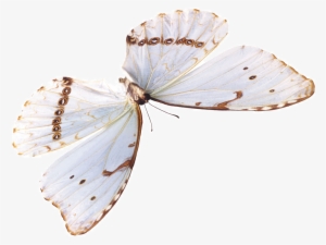 Butterfly Download Beautiful Butterfly Images For Free - Portable Network Graphics