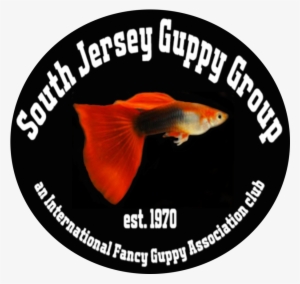 Can't Wait To Hear What Types Of Fancy Guppies You - Guppy Fish Food Labels