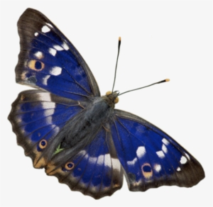 Butterfly Png Download - Hidden Life (butterfly Edition)