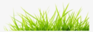Grass Png