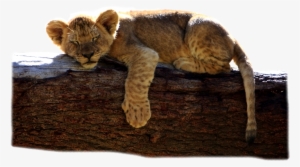 Photo Of A Lion Laying On A Rock Looking At Camera - San Diego