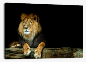 Lion Sitting On A Rock - Stock Photography
