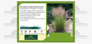 Overdam Feather Reed Grass Calamagrostis Acutiflora - 1 Stella D Oro Daylily