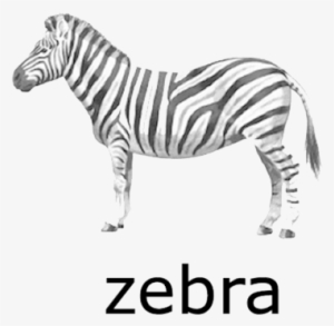 Zebra Transparent - Zebra For Flash Cards