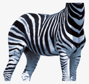 Zebra Png Transparent Images - Zebra Transparent Png