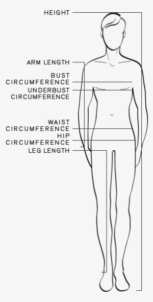 Correct height. Hip circumference. Arm length. Hip length. Circumference measurements.