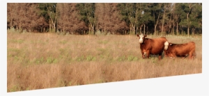 Prbheader - - Beef