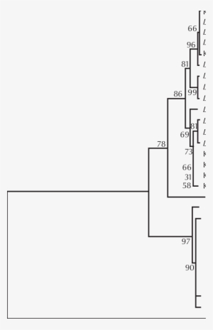 Transcribed Spacer 1 Region Of The Ribosomal Rna Gene - Diagram