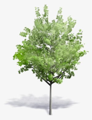 Generic Summer Tree - Fagus Sylvatica 3d Model