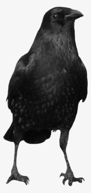 Crow Icon Clipart - Crow Png
