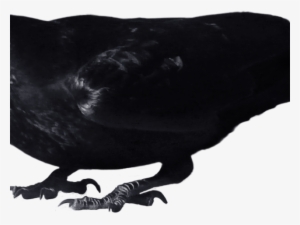Crow Png Transparent Images - Transparent Crow