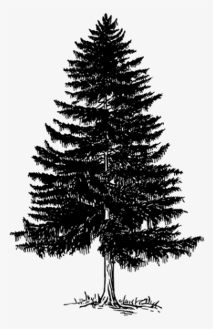 Pohon Cemara Png - Fir Tree Black And White