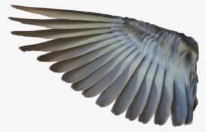 Bird Wings Png - Bird Wing Transparent Background