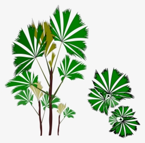 Big Image - Rhapis Excelsa