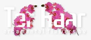 Ter Haar Ornamental Flowers Bv - Artificial Flower