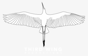 Third Wing Photo And Video Productions - Eagle