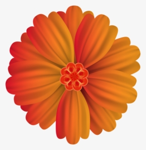 0, - Barberton Daisy