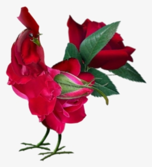 Profile Search Pm Buddy - Good Morning Images With Rose Flowers