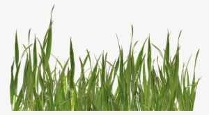 Grass Png