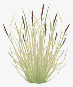 Ian Symbol Pennisetum Cilaire - Sweet Grass