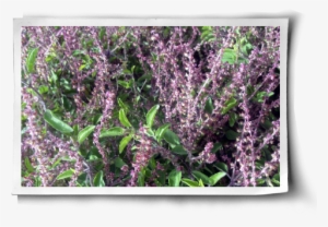 Holy Basil For Stress Reduction & More (with Growing - Holy Basil