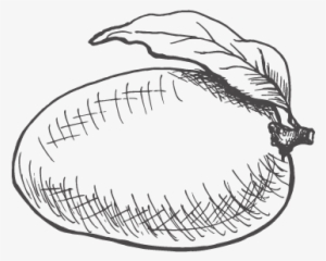 Alphonso Mango Is A Seasonal Fruit, Considered To Be - Mango Drawing