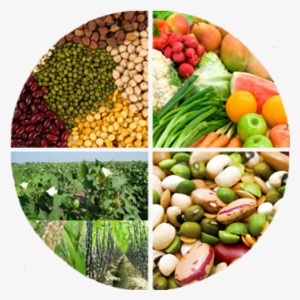 Crops - Textbook Of Field Crops