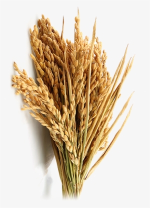 Rice Crop Farming - Rice Farm Png