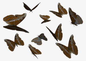 Butterflies Swarm Png Admiral Clipart By Clipart - Png Transparent Buterfly Clipart