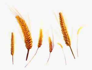 Wheat Png